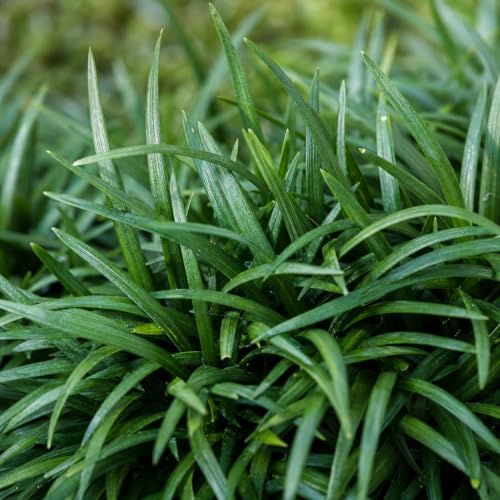 Mondo Grass 3 Live Plants (3 Count)