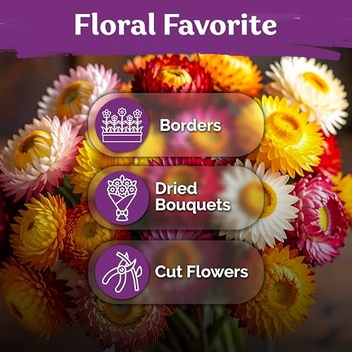 1 500 Tall Mix Strawflower Flower Seeds