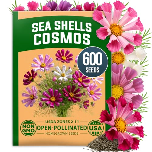 Sea Shells Cosmos Seeds