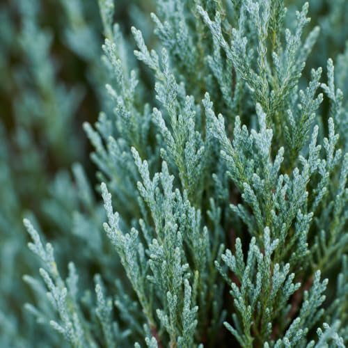 Skyrocket Juniper (4 Inch / 5 Plants)