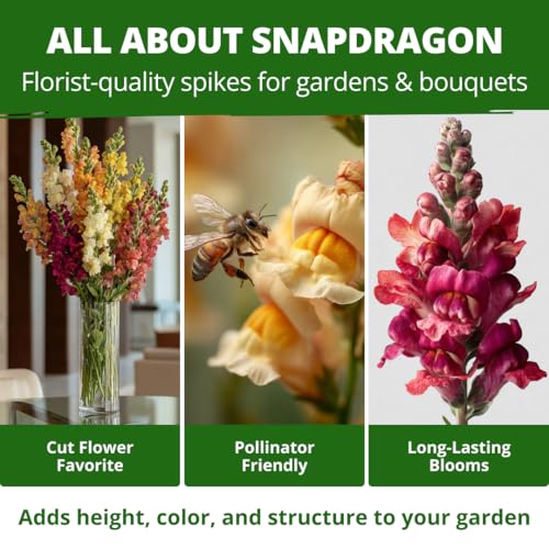 Tetra Snapdragon 7000 Flower Seeds Antirrhinum majus