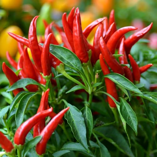 Red Pepper Live Plant (Long Thin Red Pepper)