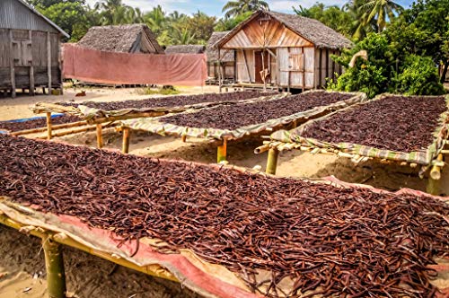 1 4 LB Organic Madagascar Vanilla Beans (4 Ounce)