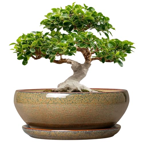 Ceramic Bonsai Pots (12 Inch / Speckled-brown)
