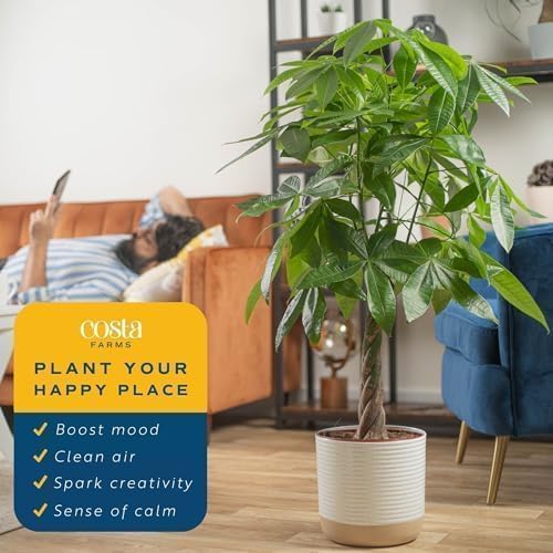 Money Tree Live Indoor Plant (Money Tree, Large (3-4 Feet Tall) in Grow Pot)