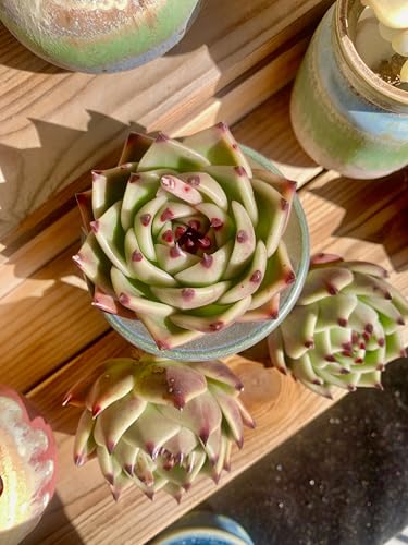 Echeveria Agavoides Blue Dragon Rare Live Succulent Plants (Echeveria Blue Dragon)