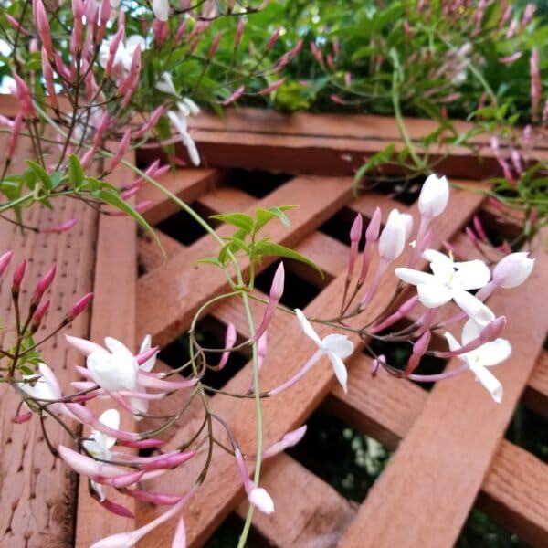 Pink Jasmine Vine (2 Count)