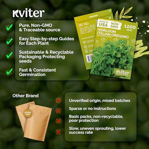 1 200 Italian Oregano Heirloom Herb Seeds for Planting