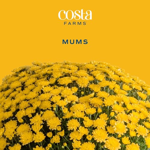 Garden Mums Live Outdoor Plant (Bushel Basket Flower Pot / 3 Qt. (Pack of 2) / Yellow)