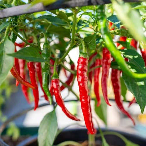 Red Pepper Live Plant (Long Thin Red Pepper)