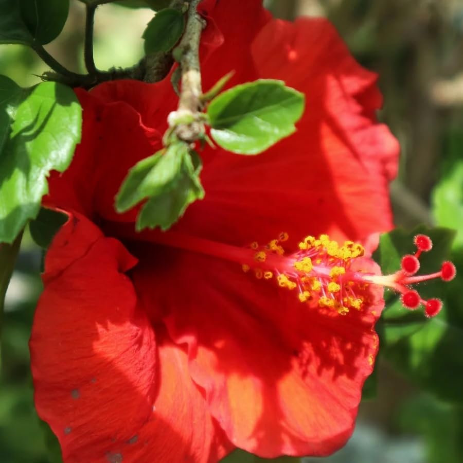 Red Hibiscus rosa (4 Count)