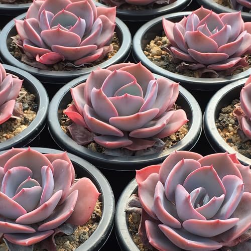 Echeveria 'Dusty Rose' Live Rare Mini Succulent (Echeveria 'Dusty Rose')
