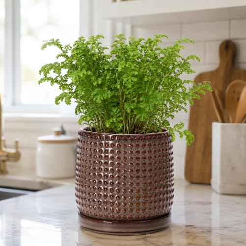 Beaded Ceramic Pot with Saucer (5.8 Inch / Stone Taupe)