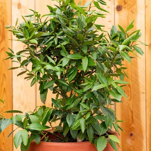 Daisy Ship Bay Laurel (2-Pack (4" Pot) / bayleaf-standard)