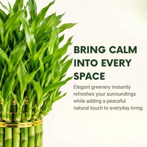 Lucky Bamboo Live Plant
