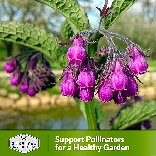 Comfrey Seeds (3 Count)