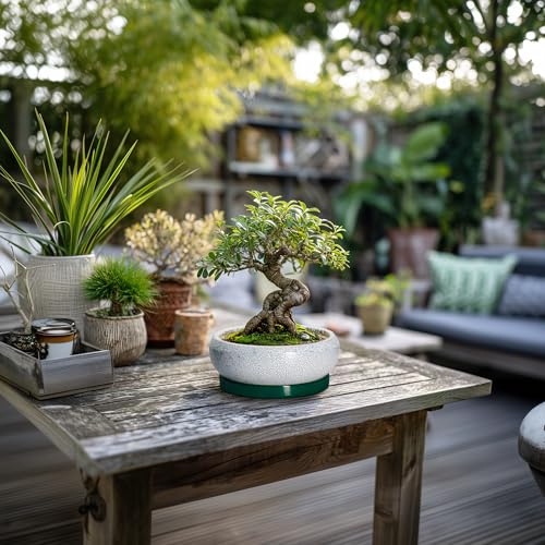 Succulent Pots (6 Inch / Blackish Green-white)