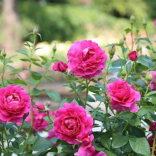 Heirloom Hybrid Tea Roses (Pretty Lady Rose)