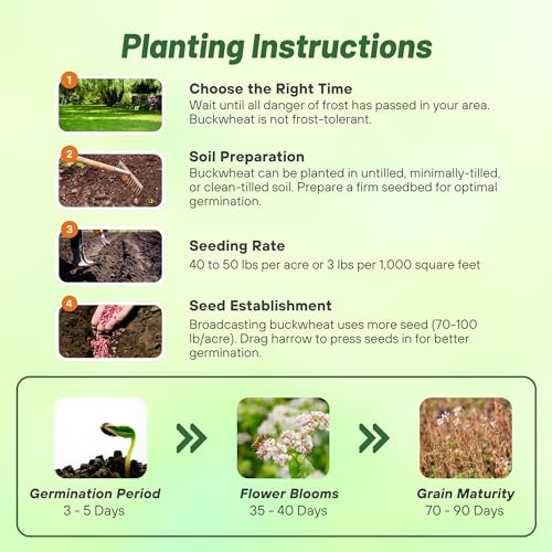 Buckwheat Seeds (10240 Ounce)