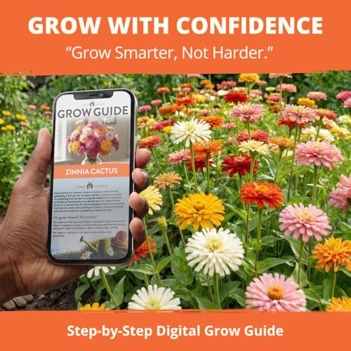Zinnia Cactus Mix 2000 Flower Seeds Zinnia elegans