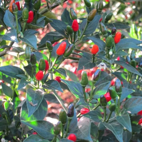 Chiltepin Pepper Plants Live (Chiltepin Tepin Bird Pepper)