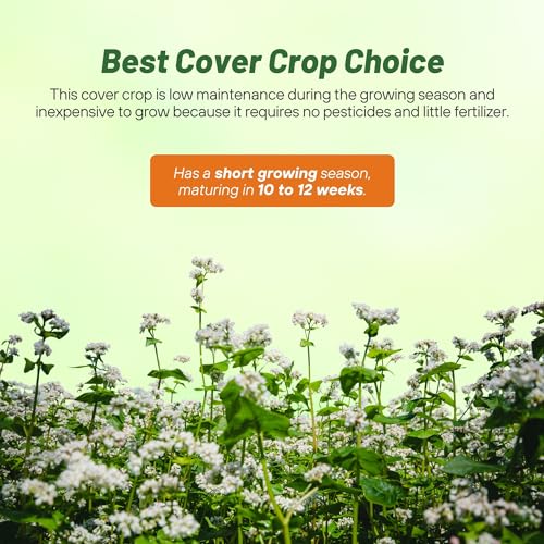 Buckwheat Seeds (5 lb.)