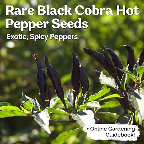 30 Black Cobra Chilli Hot Pepper Heirloom Vegetable Seeds