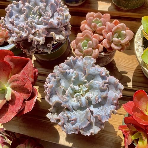 Echeveria 'Crispate Beauty' Live Succulent 3.5 Inch Potted Plant