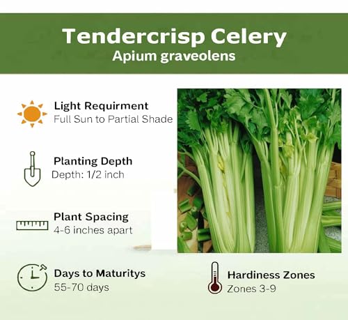 500+ Tendercrisp Celery Seeds for Planting