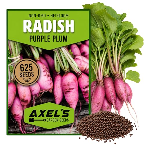 625+ Purple Plum Radish Seeds for Planting