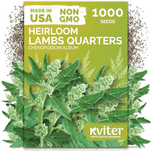 1000 Lambs Quarters Seeds