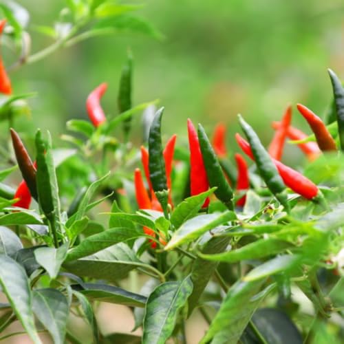 Red Pepper Live Plant (Long Thin Red Pepper)