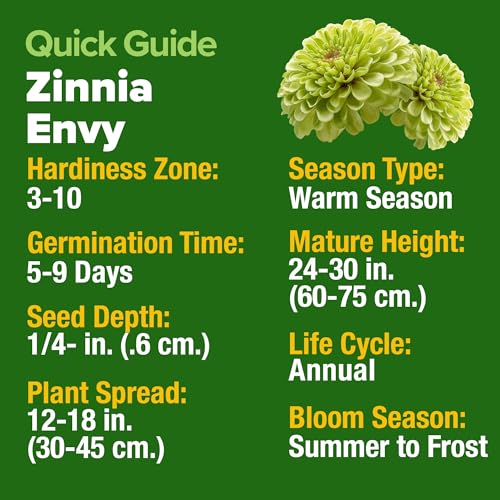 Zinnia Seeds Envy
