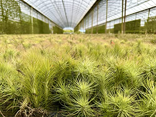Air Plants Tillandsia Funckiana (3 Count)
