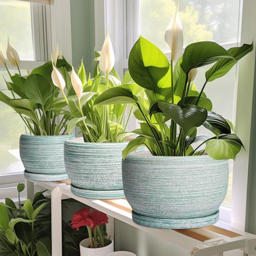 Ceramic Plant Pots