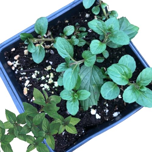 Organic Mint Plant