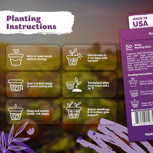 50 White Morning Glory Heirloom Flower Seeds for Planting