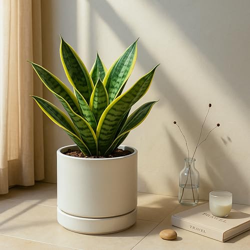 8 Inch Planter Pot with Drainage Hole & Saucer (8" (1 Pack) / Oatmeal)