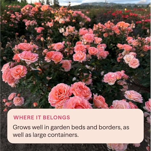 Heirloom Floribunda Roses (Jump For Joy)