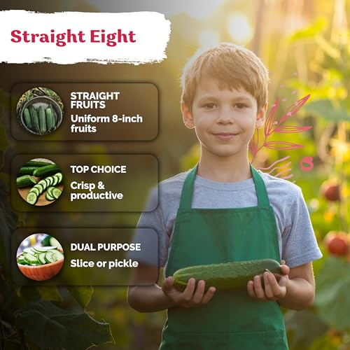 150 Straight Eight Cucumber Heirloom Vegetable Seeds