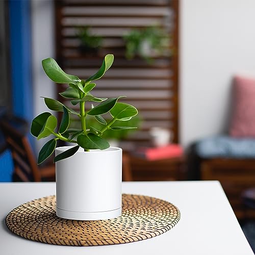 6 Pack White Plastic Planters with Saucers (5")
