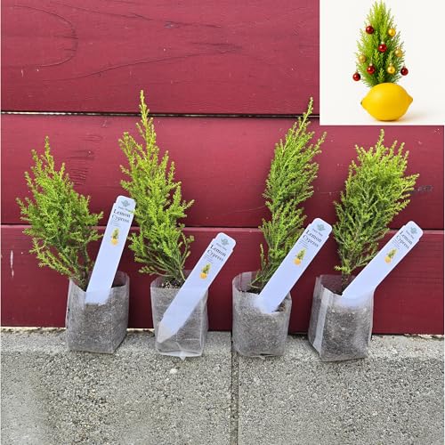 Live Lemon Cypress Plant (4 Count (Sac) / cypress-lemon)