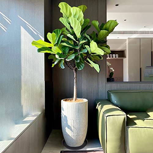 4 Pack of 14 inch Plant Saucer