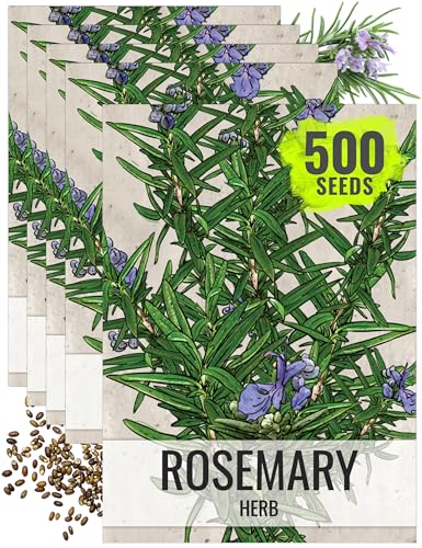 Rosemary Seeds to Plant Heirloom Non (5 Packs)