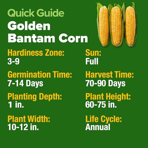 Golden Bantam Sweet Corn Seeds