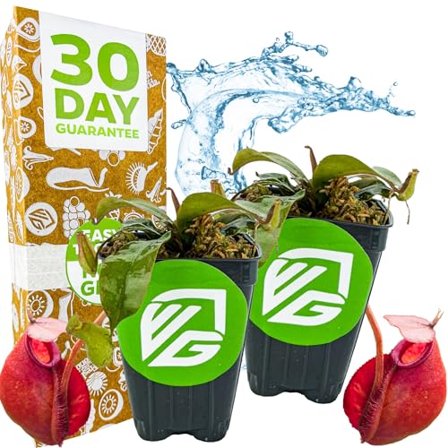 Lady Luck Pitcher Plants (Lady Luck)