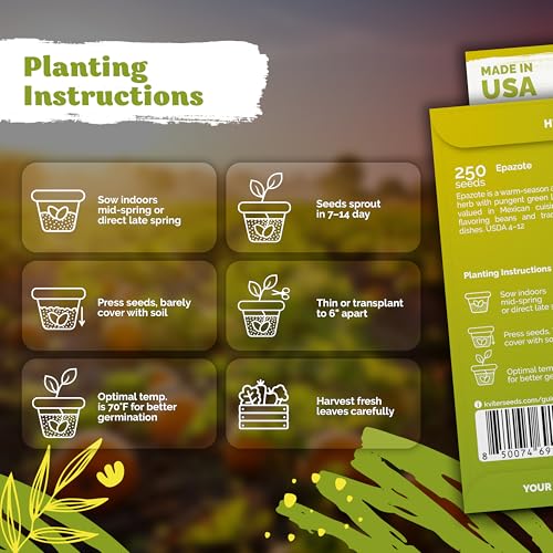 250 Epazote Heirloom Herb Seeds for Planting