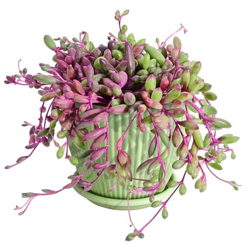 4" Ruby Necklace with Green Stripe Pot (Green Pot)