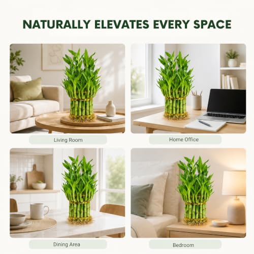 Lucky Bamboo Live Plant