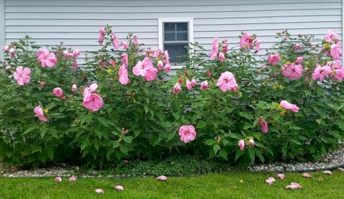 Pink Hibiscus Rosa (4 Count)